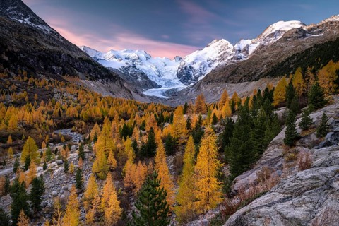 Autumn larch forest in front of Morteratsch glacier