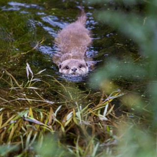 Oriental small clawed otter