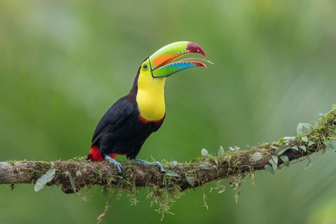 Fishing toucan also called Keel billed Toucan