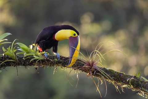 Swainson's toucan or Brown-backed toucan