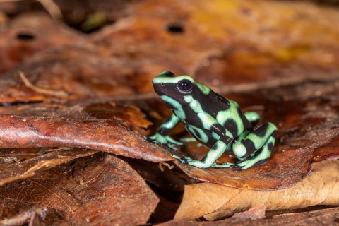 Green and black poison dart frog