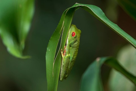 Red eyed tree frog