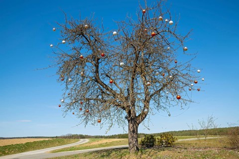 Eastern tree without leaves