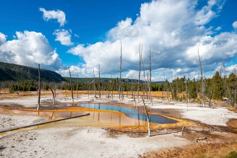 Dead trees at Opalescent Pool with mineral deposits