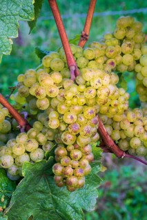 Grapes