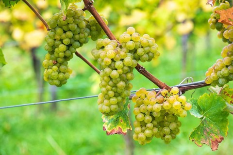 Grapes