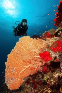 Diver looking at fan coral