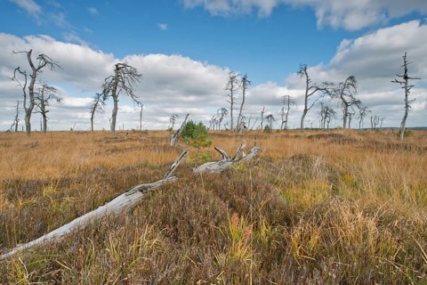 Dead scots pine