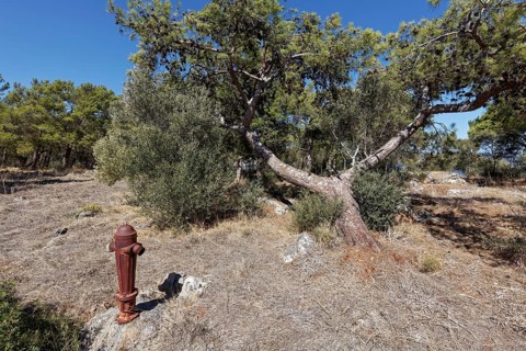 Old hydrant for fire-fighting water in withered vegetation