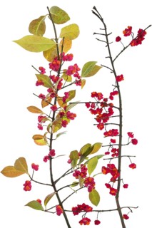 Flowers on spindle bush