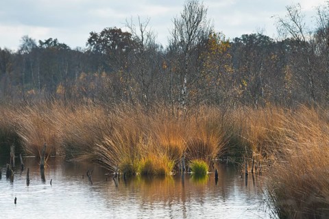 Autumn moorland