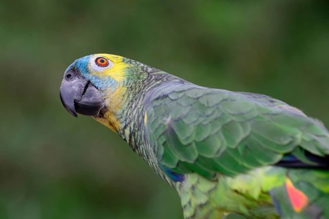 Blue-fronted amazon
