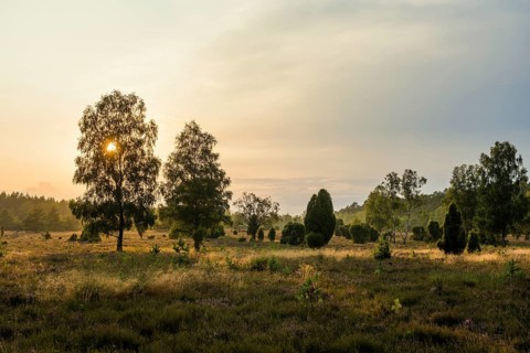 Flowering heath and juniper