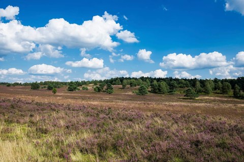 Flowering heath