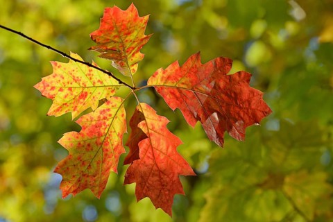 Northern red oak