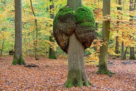 Oak
