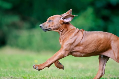 Rhodesian Ridgeback domestic dog