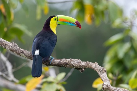 Fishing toucan also called Keel billed Toucan