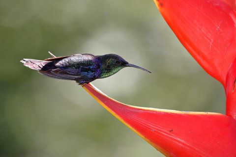 Crowned woodnymph
