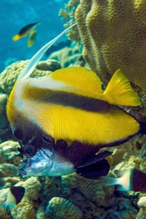 Pennant coralfish