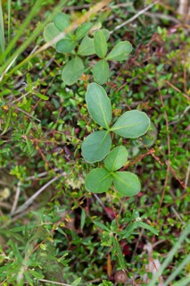 Bog bean