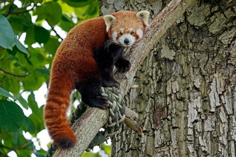 Red panda