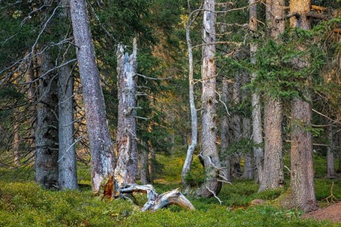 European spruce
