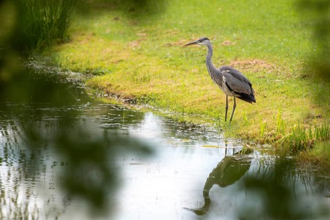 Grey heron