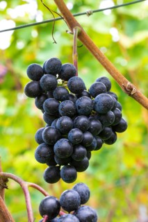 Blue grapes