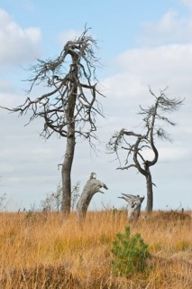 Dead scots pine