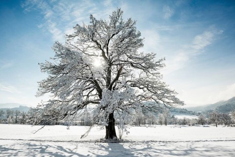 Snowy tree with sun and winter landscape