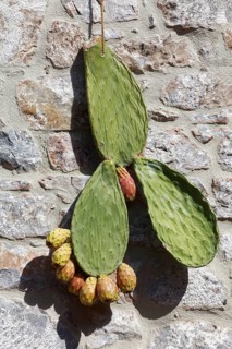Part of a prickly pear with fruit