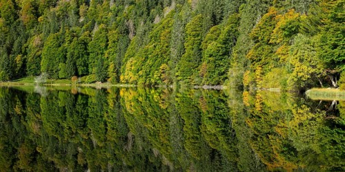 Reflection of the water surface at Feldsee