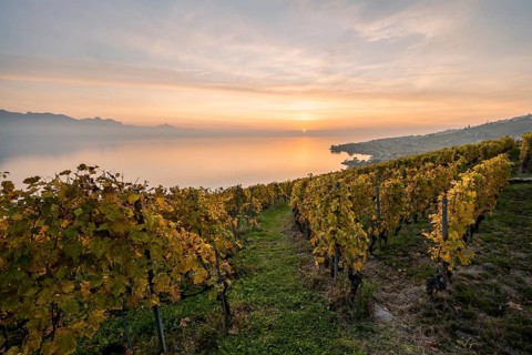 View of vineyards and Lake Geneva from the winegrowing village of Epesses
