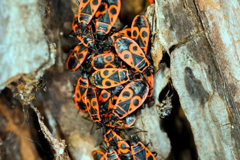 Fire bugs