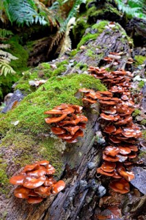 Kuehneromyces