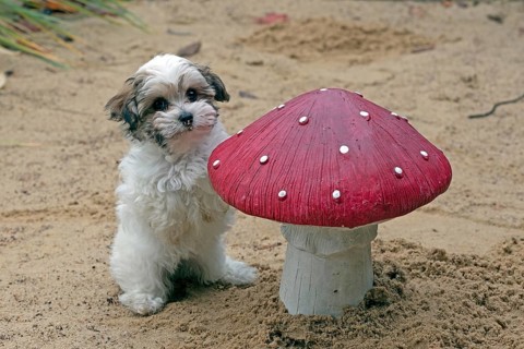 Bolonka Zwetna puppy next to a decorative toadstool