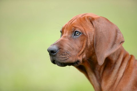 Rhodesian Ridgeback domestic dog