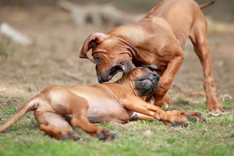 Rhodesian Ridgeback