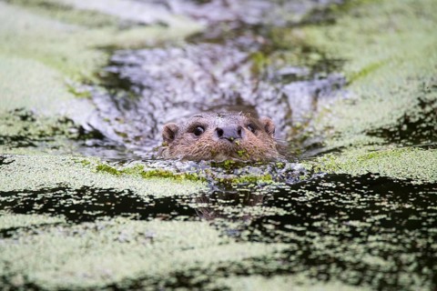 European otter