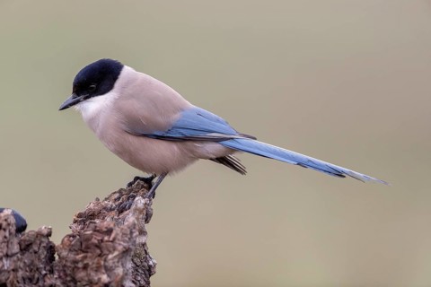 Azure-winged magpie