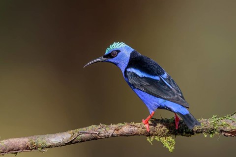 Turquoise Honeycreeper or Red-footed Honeycreeper