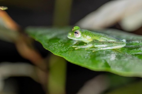 Emerald glass frog