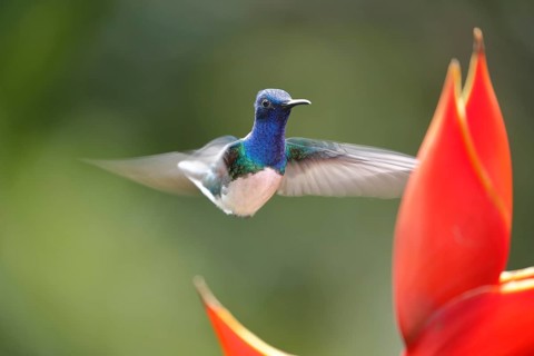 White necked jacobin