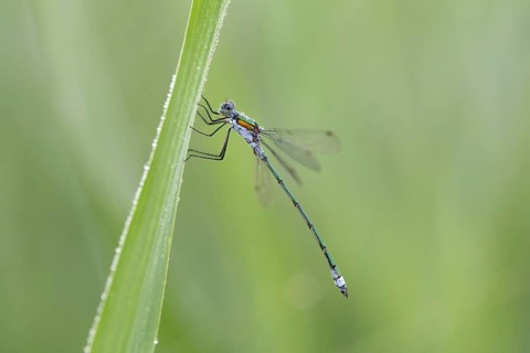 Emerald Damselfly