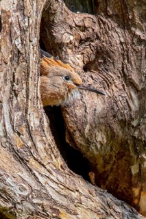 Hoopoe
