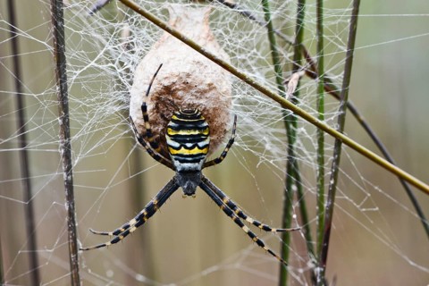 Wasp spider