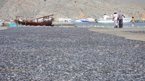 Fishermen drying caught sardinops