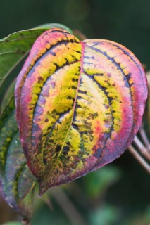 Japanese kousa dogwood