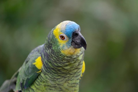 Blue-fronted amazon